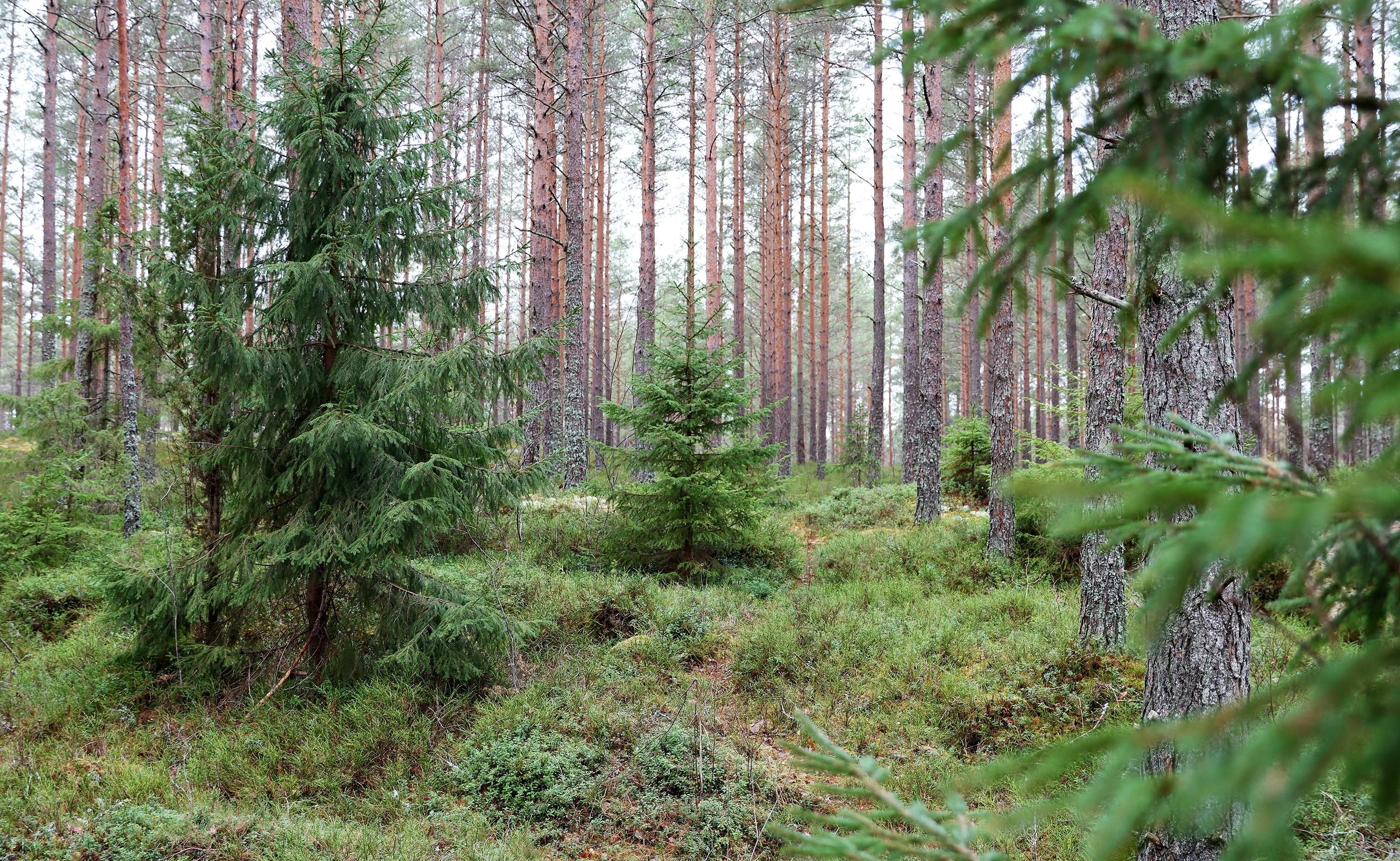 Närbild på skog med höga tallstammar och mindre granar samt lingon- och blåbärsris.
