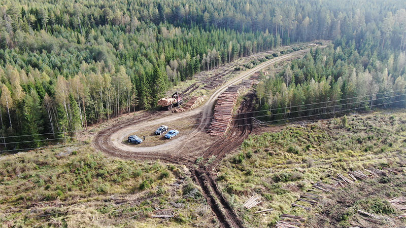 En skogsväg med fällda träd liggandes runtom, omgiven av tät granskog