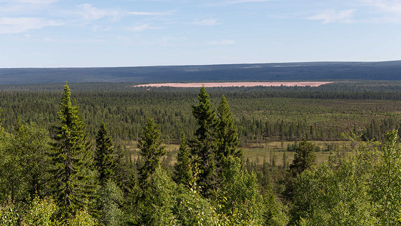 Skog full med granar. 