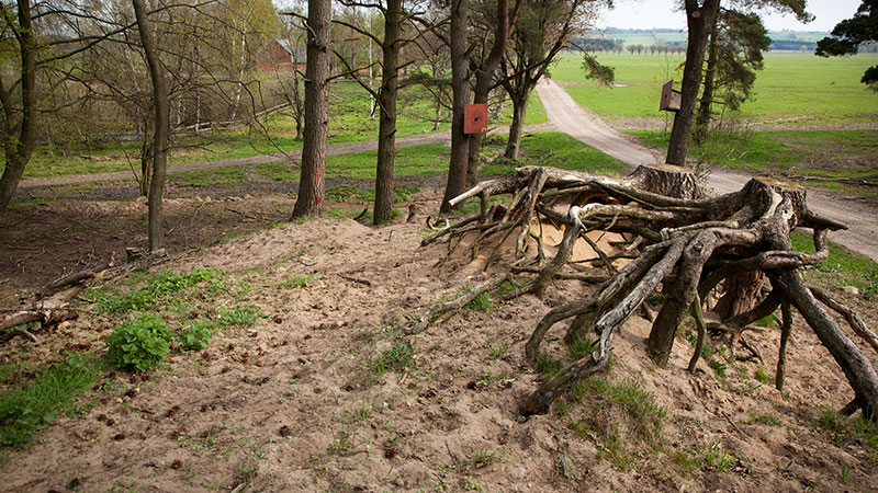 Stubbe vid en sandig skogsglänta.